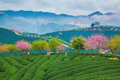 永福櫻花園