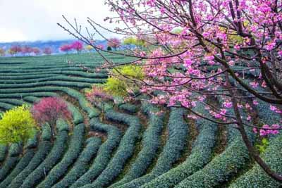 永福櫻花園