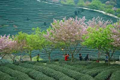 永福櫻花園